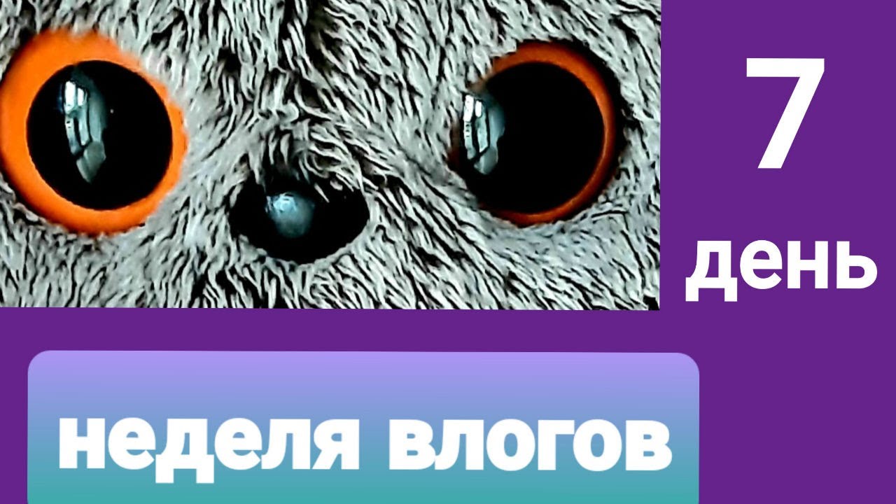 Неделя влогов с басиками. День 7. Искупала басика?!
