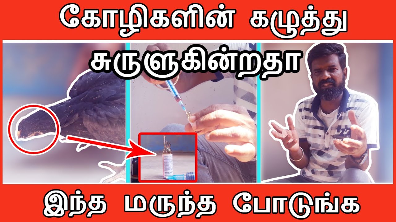 கோழிகளின் கழுத்து சுருளுகின்றதா ? | இந்த மருந்த மட்டும் போடுங்க | GUNA PANNAI | INCREDIBLE FACTS
