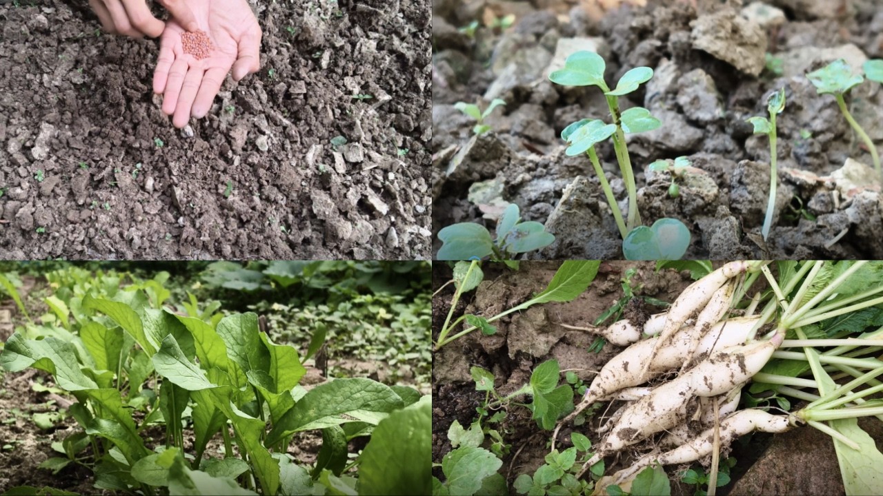 Growing Radish from Seed to Harvest – Step-by-Step for Beginners