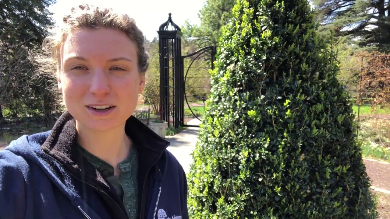 Boxwood Pruning Demonstration
