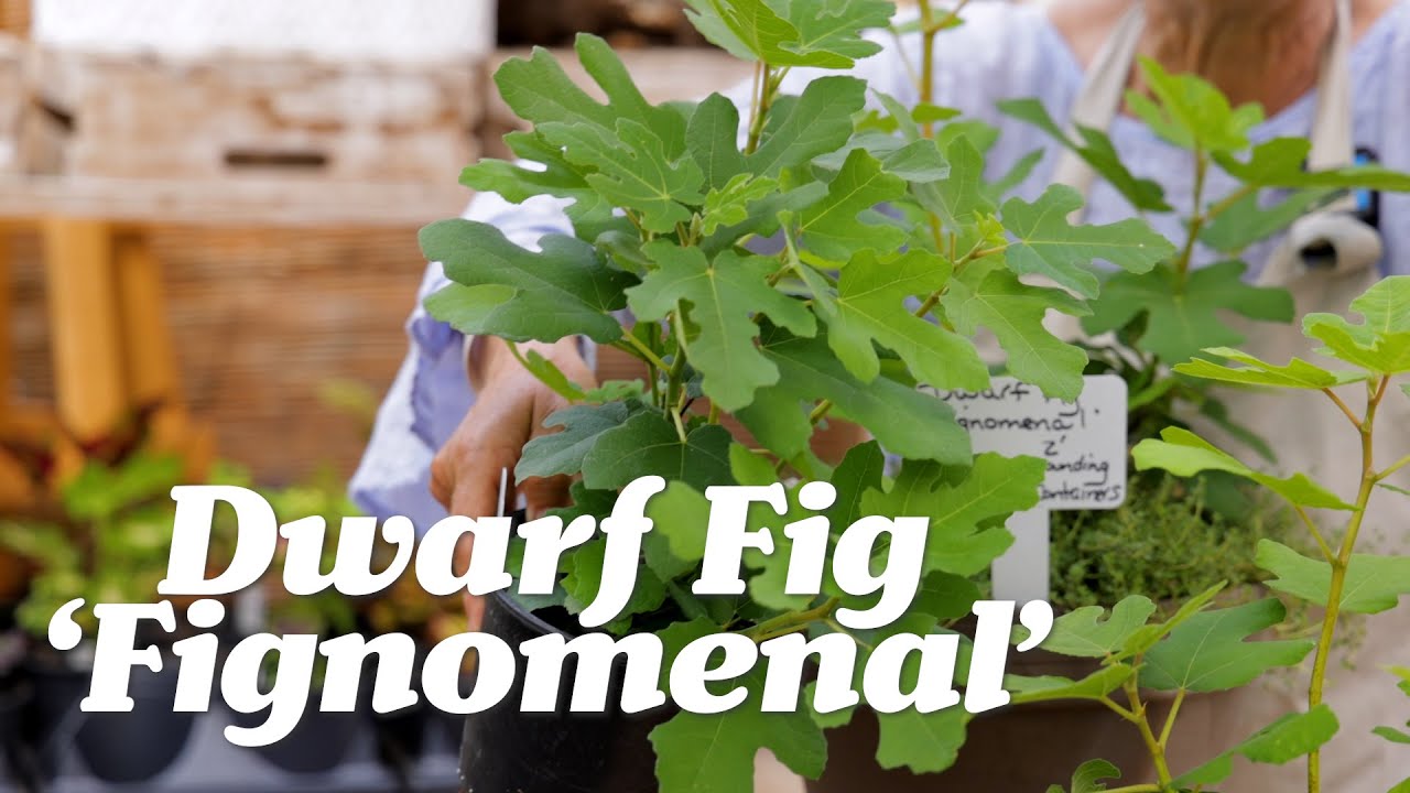 Dwarf Fig: Fignomenal!
