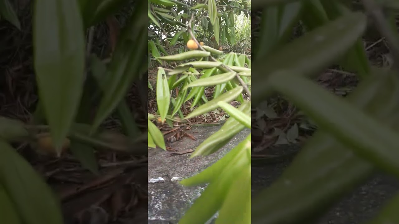Fazenda abandonada em Jacareí SP. Fantasma cascavel e aranha peçonhenta