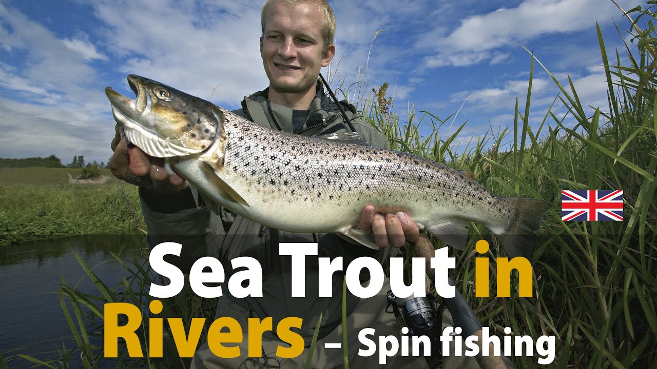Sea Trout in Rivers - Spin fishing