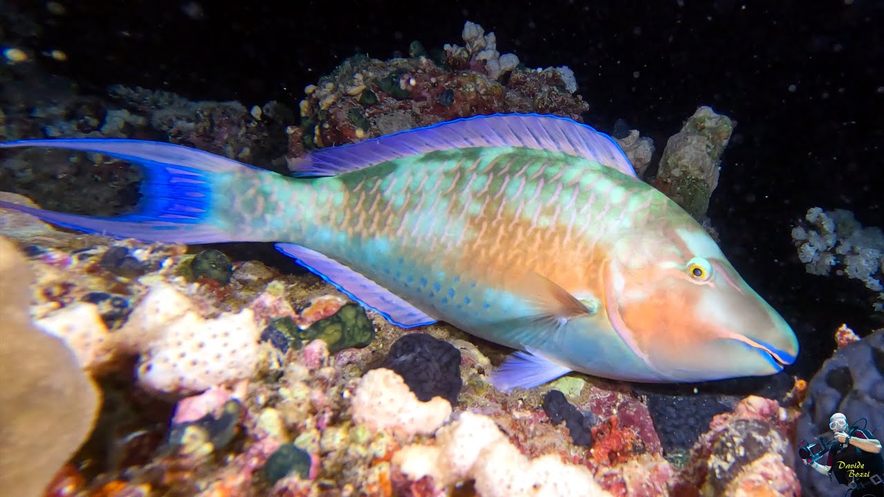 Red Sea. Marsa Alam 2023. Egypt. Night dive  House Reef North of Blend Elphistone. (25 May 2023) 4k