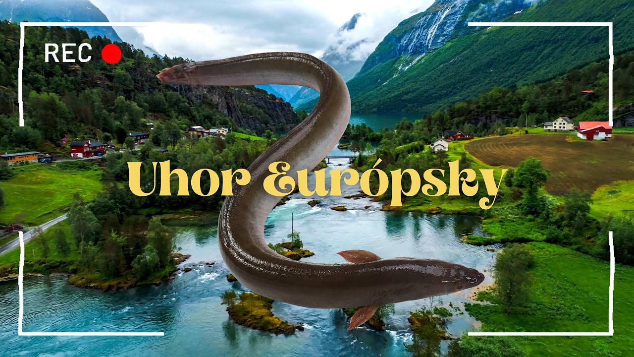 🐟 &Uacute;hor Eur&oacute;psky 🐍 určite si toto ňom nevedel! Anguilla anguilla, &Uacute;hoř ř&iacute;čn&iacute;