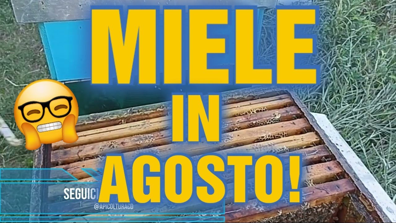 Apicoltura CD: Miele ad agosto! Le cartucce sparate sono andate a segno!