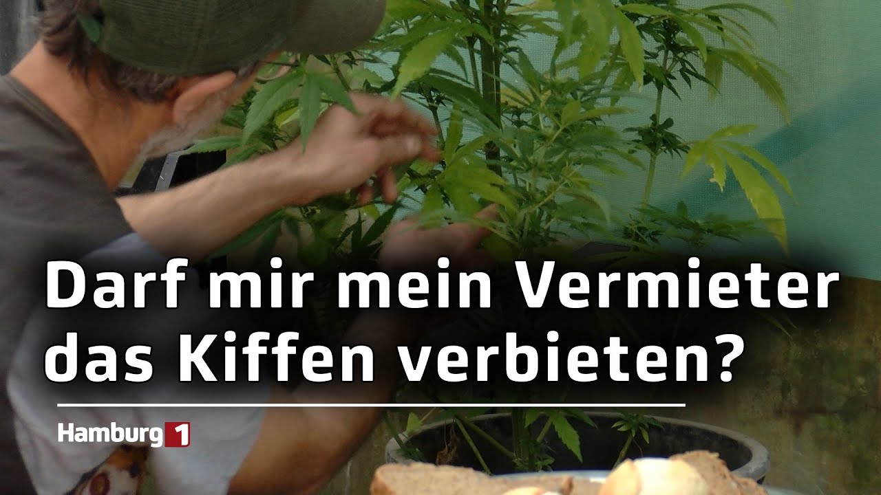 Cannabis rauchen in der Wohnung: Vermieter*innen d&uuml;rfen es nicht verbieten, aber einschr&auml;nken