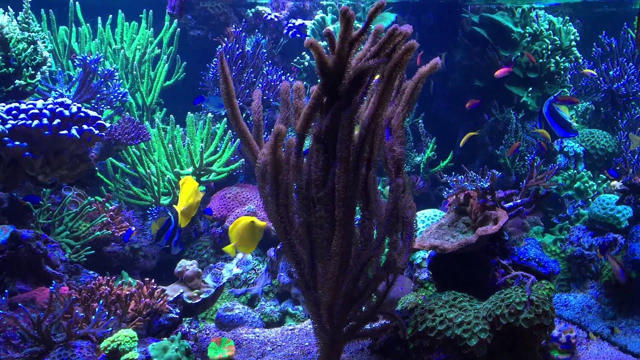 Stuart Bertram Reef Tank July 2015