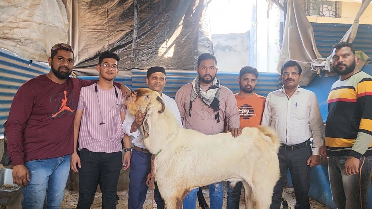 Punjabi Bakro Ka Sabse Bada Saukh | KGN Goats Farm Nagpur.