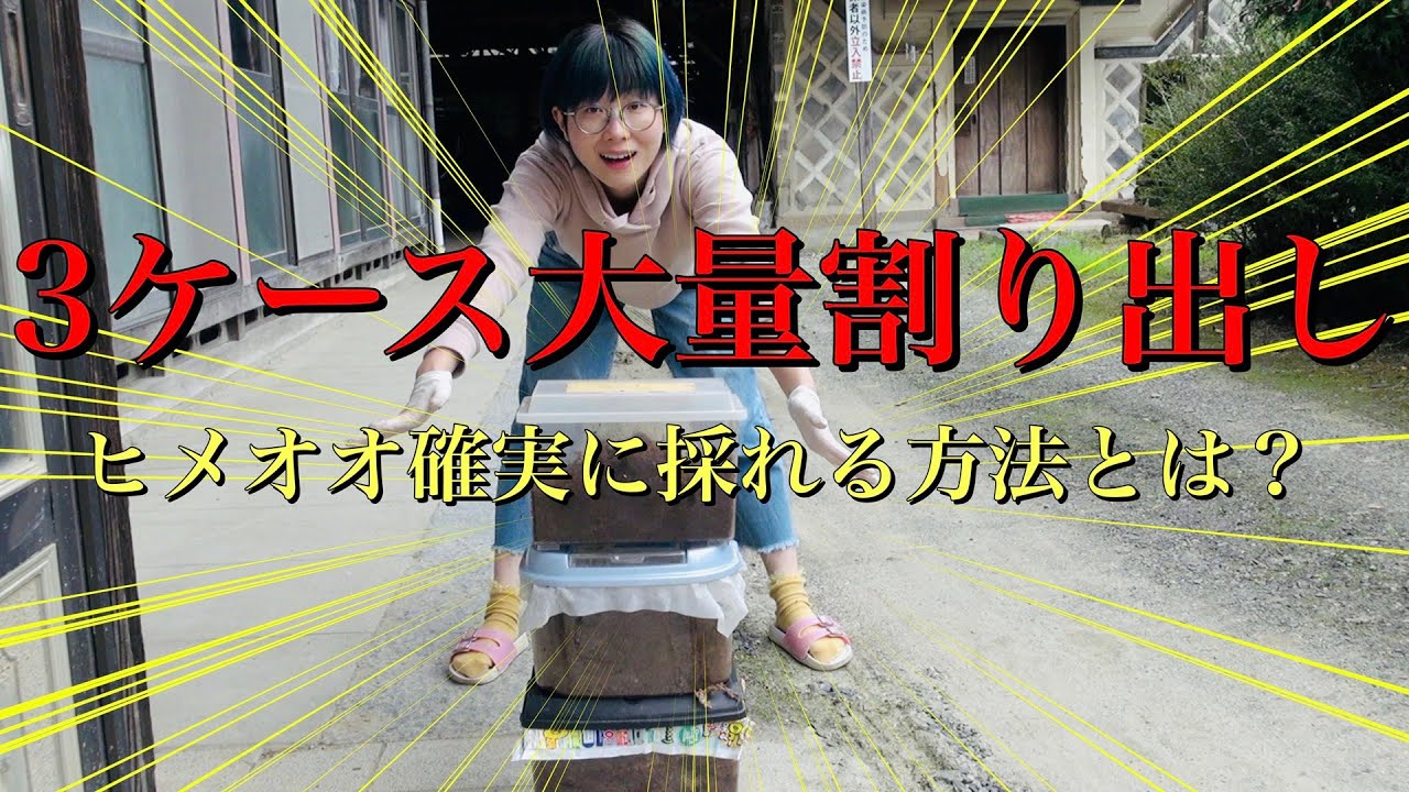 難関種とも言われるヒメオオクワガタ３ケース組んでみて確実に採れる方法を確立した