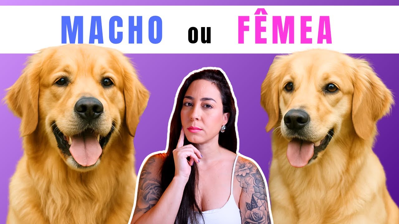 Cachorro MACHO ou FÊMEA? Qual você deveria escolher?