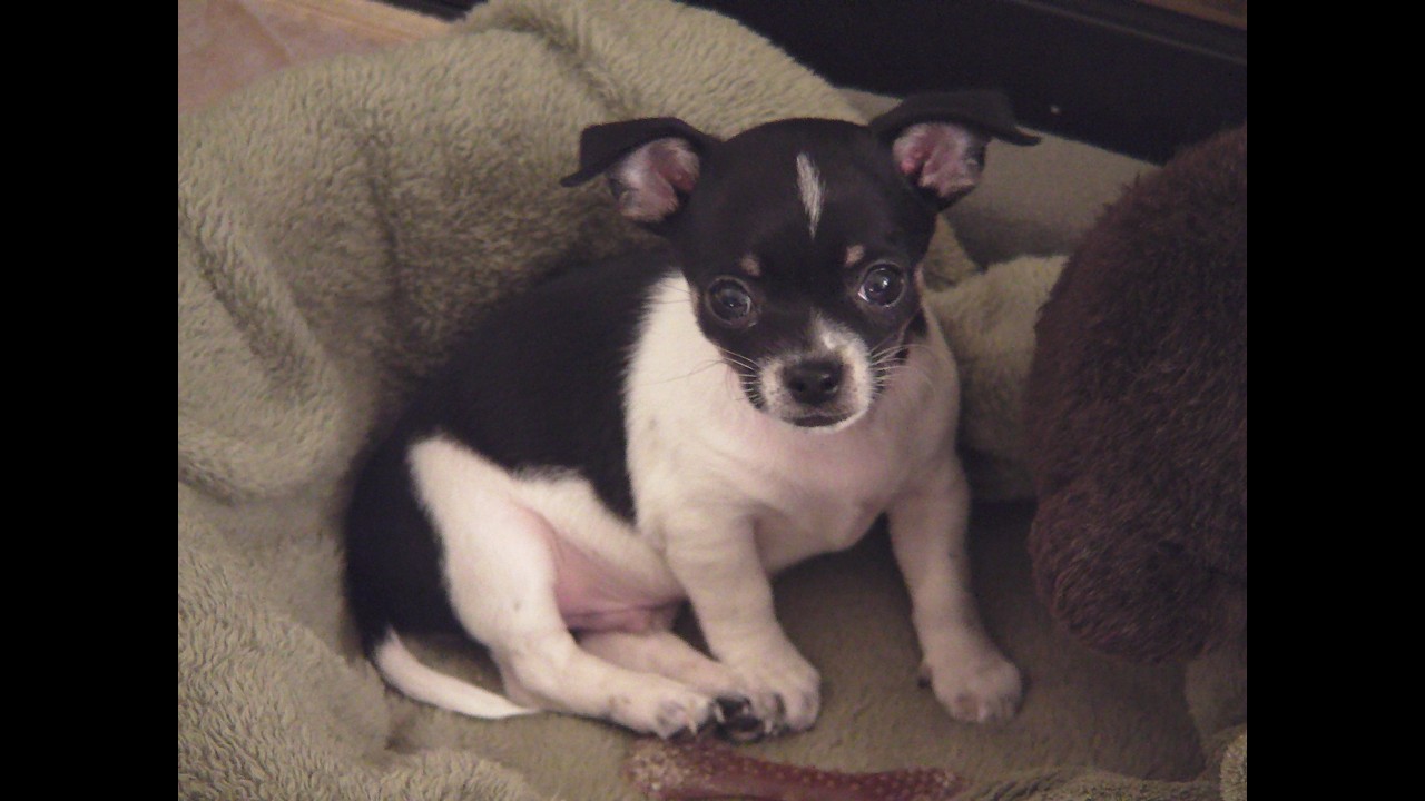 Ignacio - cute pets, puppy's, dogs