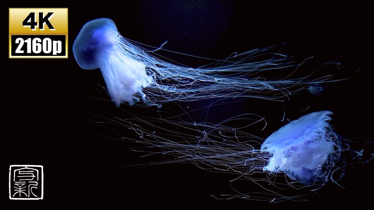 Unveiling the Secret of a Sleep😴in Dreamland, Captivating💙Blue Candyfloss🪼Jellies 4K UHD