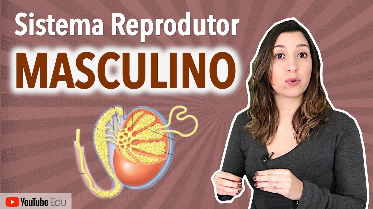 Sistema Reprodutor Masculino | Anatomia etc