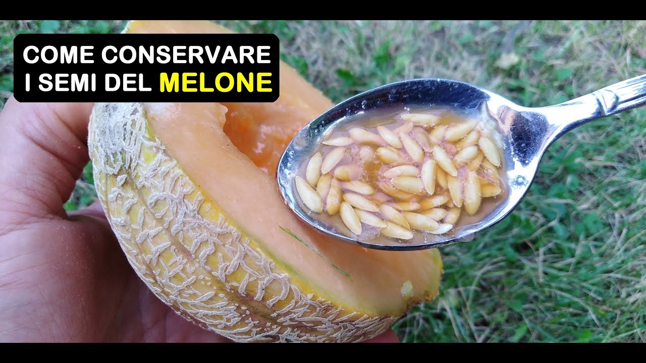 COME PRELEVARE I SEMI DEL MELONE