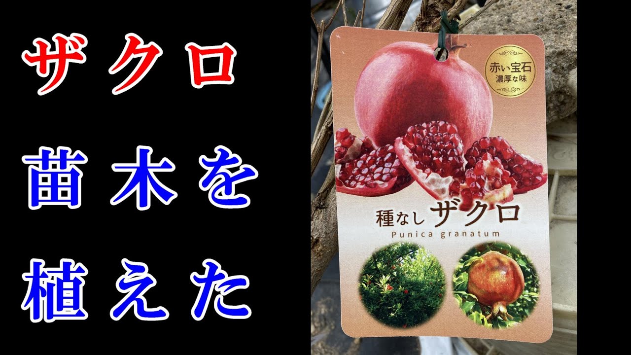 種なしザクロ　苗木を植えた