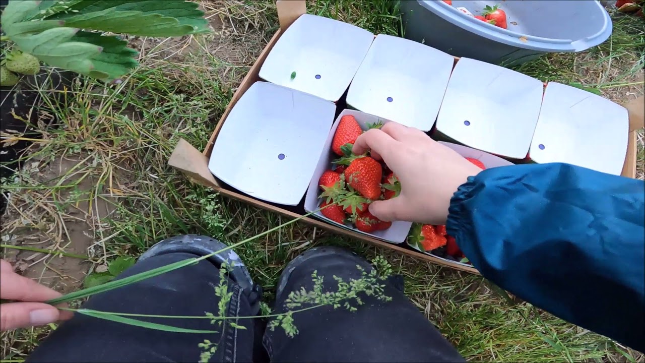 En immersion à la cueillette des fraises.