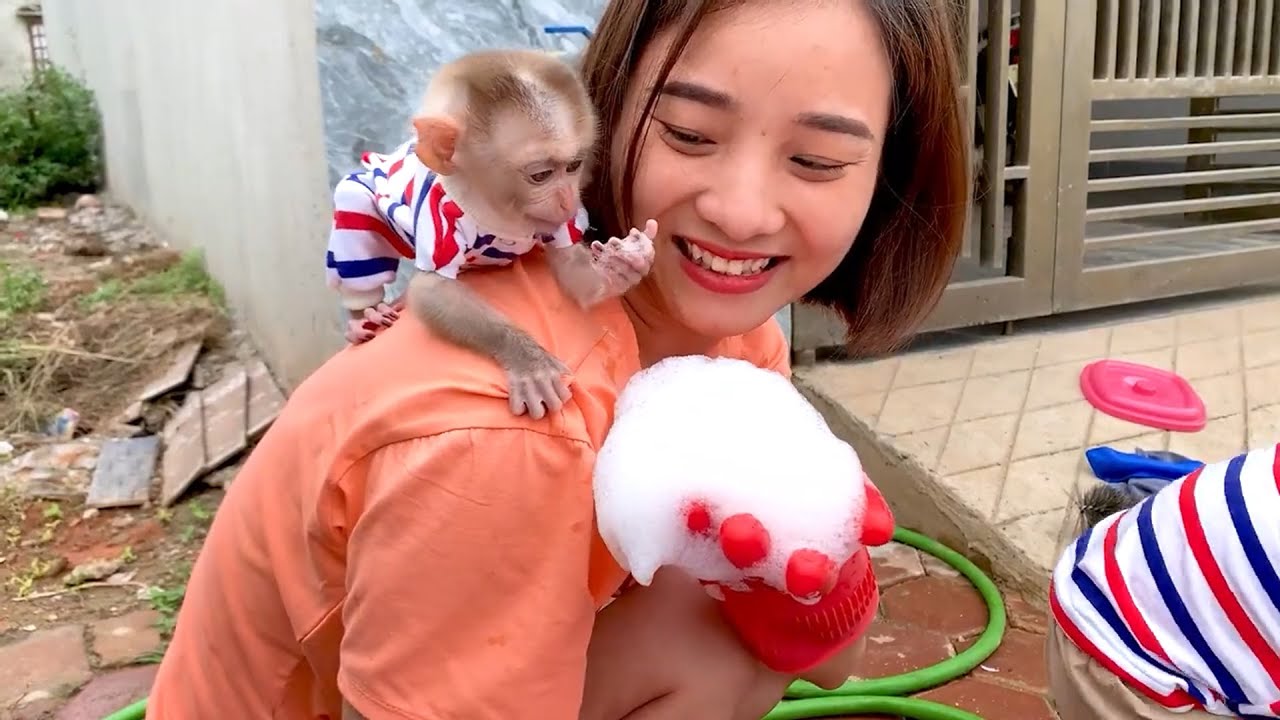 Monkey Puka and his mother wash the motorbike together