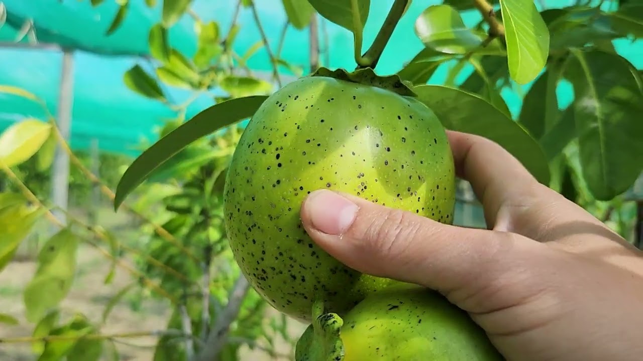Black Sapote Harvesting ◇ Chocolate Pudding Fruits ♤ October 2024