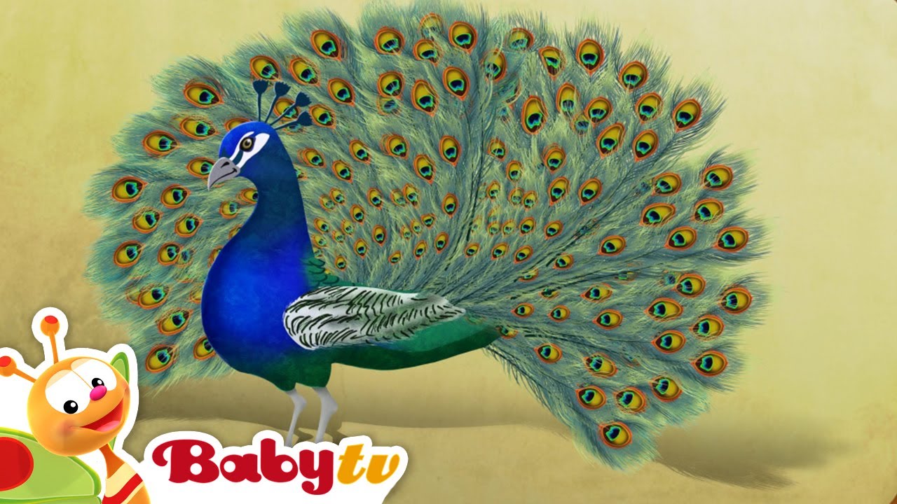 Peacock | Riddle Games With Animals | Learn About Animals @BabyTV