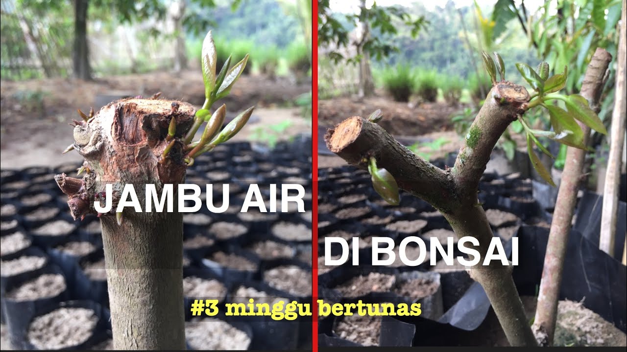 stek jambu air batang besar dengan cara alami tanpa obat perangsang akar || tambulampot