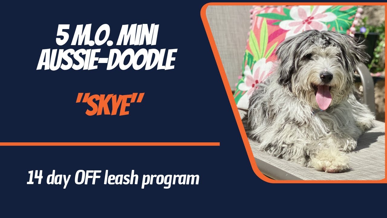MINI AUSSIEDOODLE / DOG TRAINING