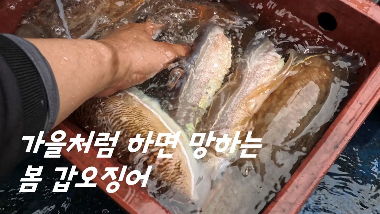 봄철 산란 갑오징어. 반드시 알고 가야하는 공략법