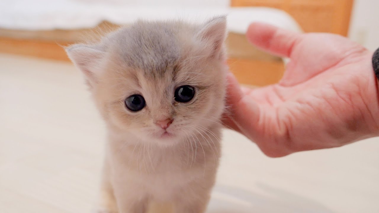 Котёнок, уставший от приключений, послушно засыпает, когда хозяин просит его пойти спать...