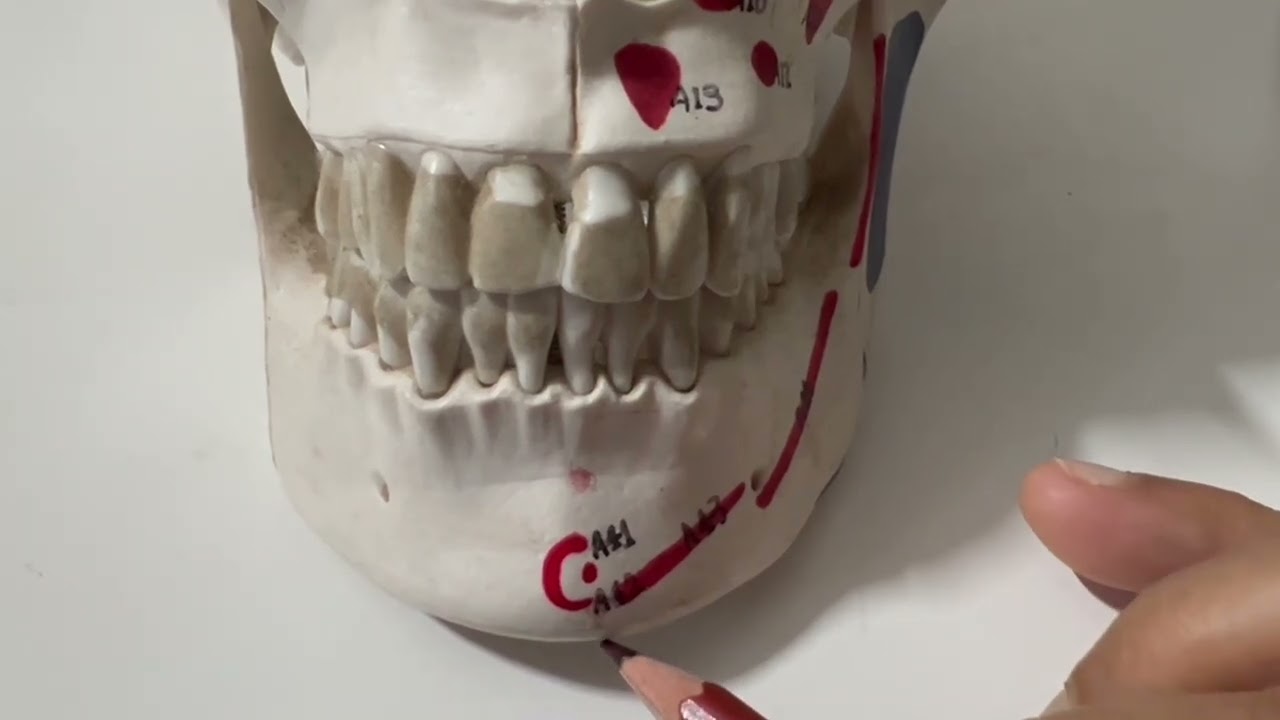 ПОГОНИОН//ГНАТИОН//МЕНТОН//ГОНИОН