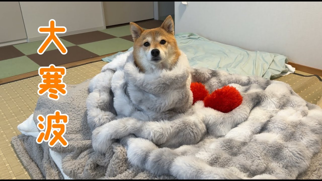 寒波襲来で愛犬を守るために手を尽くしました