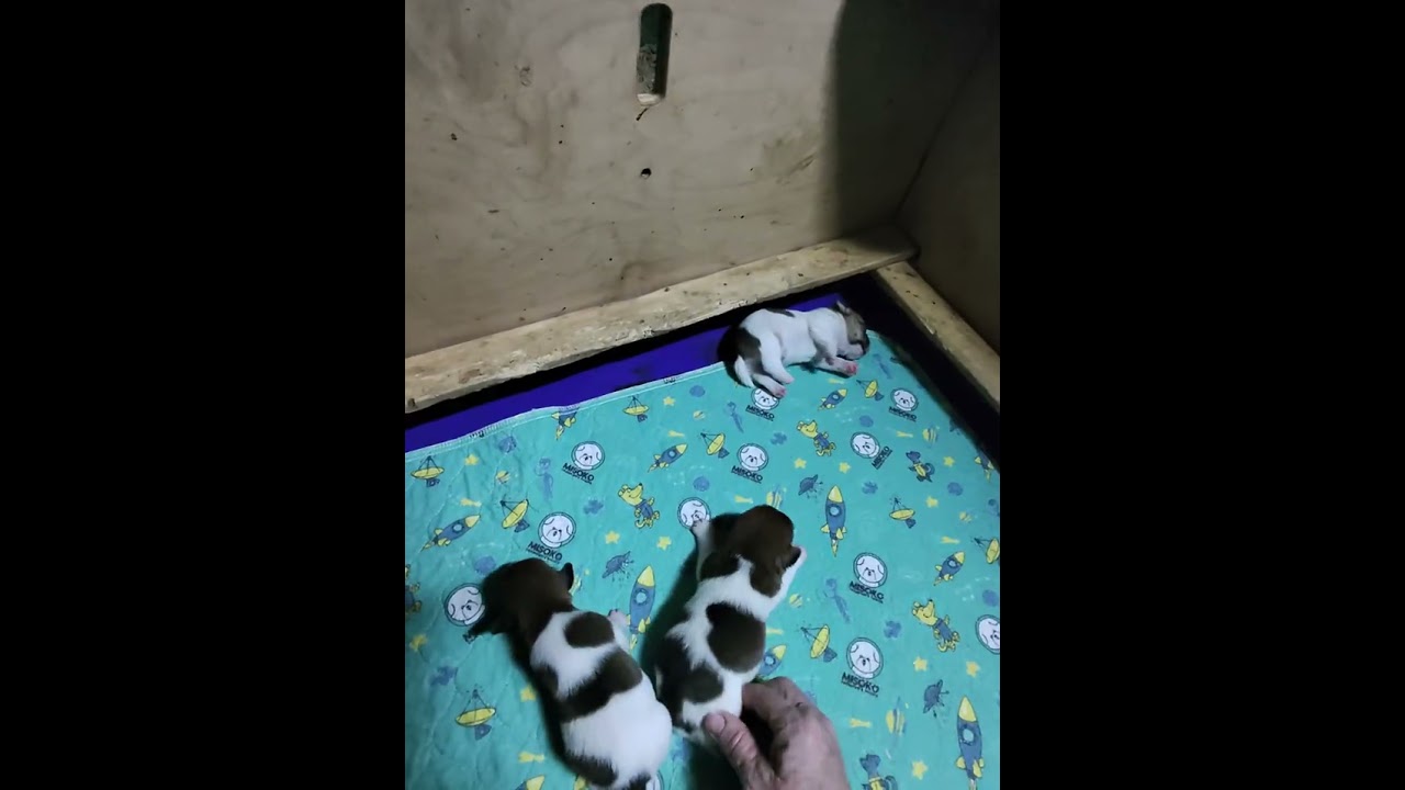 Lucy/Andy Litter