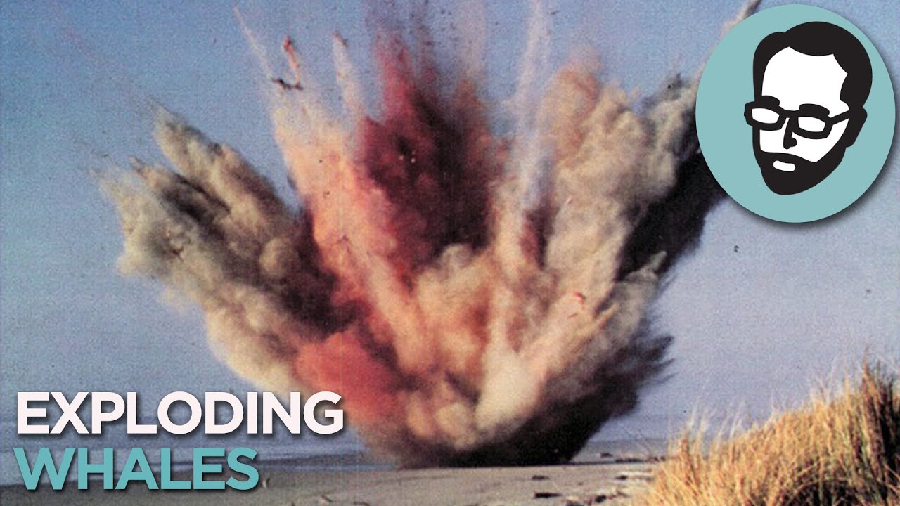 Why Whales Explode | Random Thursday