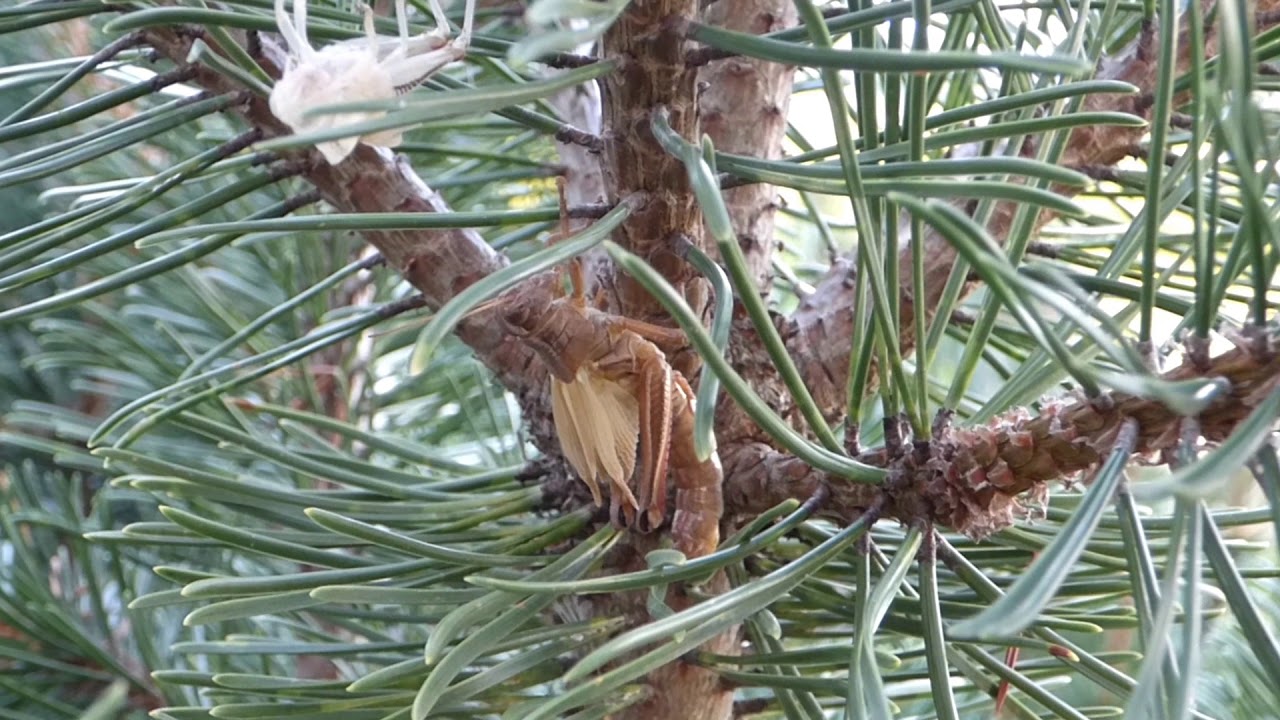 Mue d'un criquet