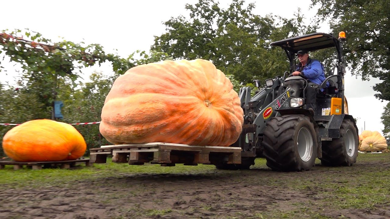 Pompoenwedstrijd levert nieuw Nederlands record op