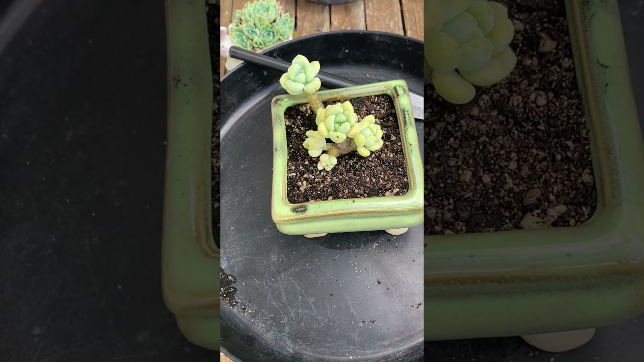 Let’s repot cute succulents - sedum Clavatum- Thay chậu sen đá #senda #succulent #plants 