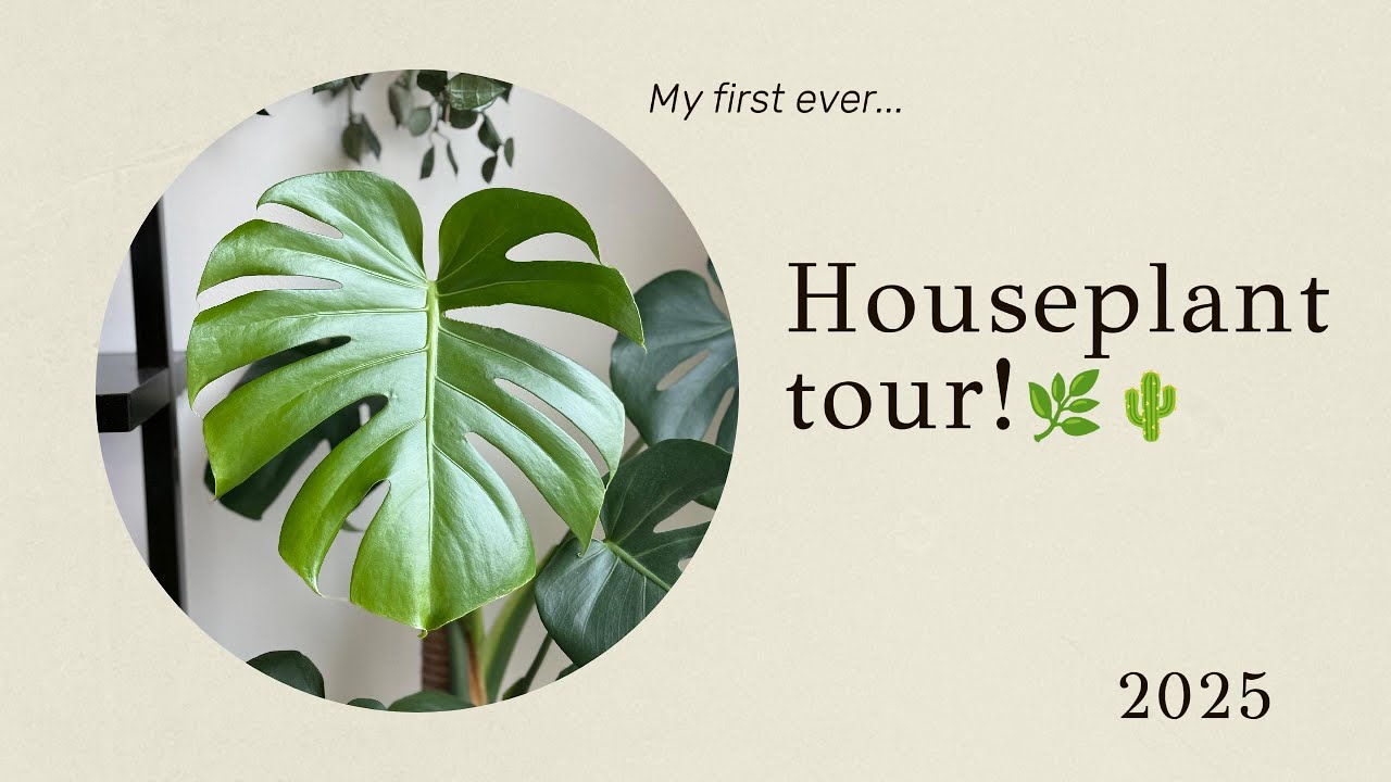 Houseplant Tour 2025!