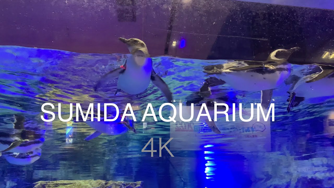 Sumida Aquarium 4K