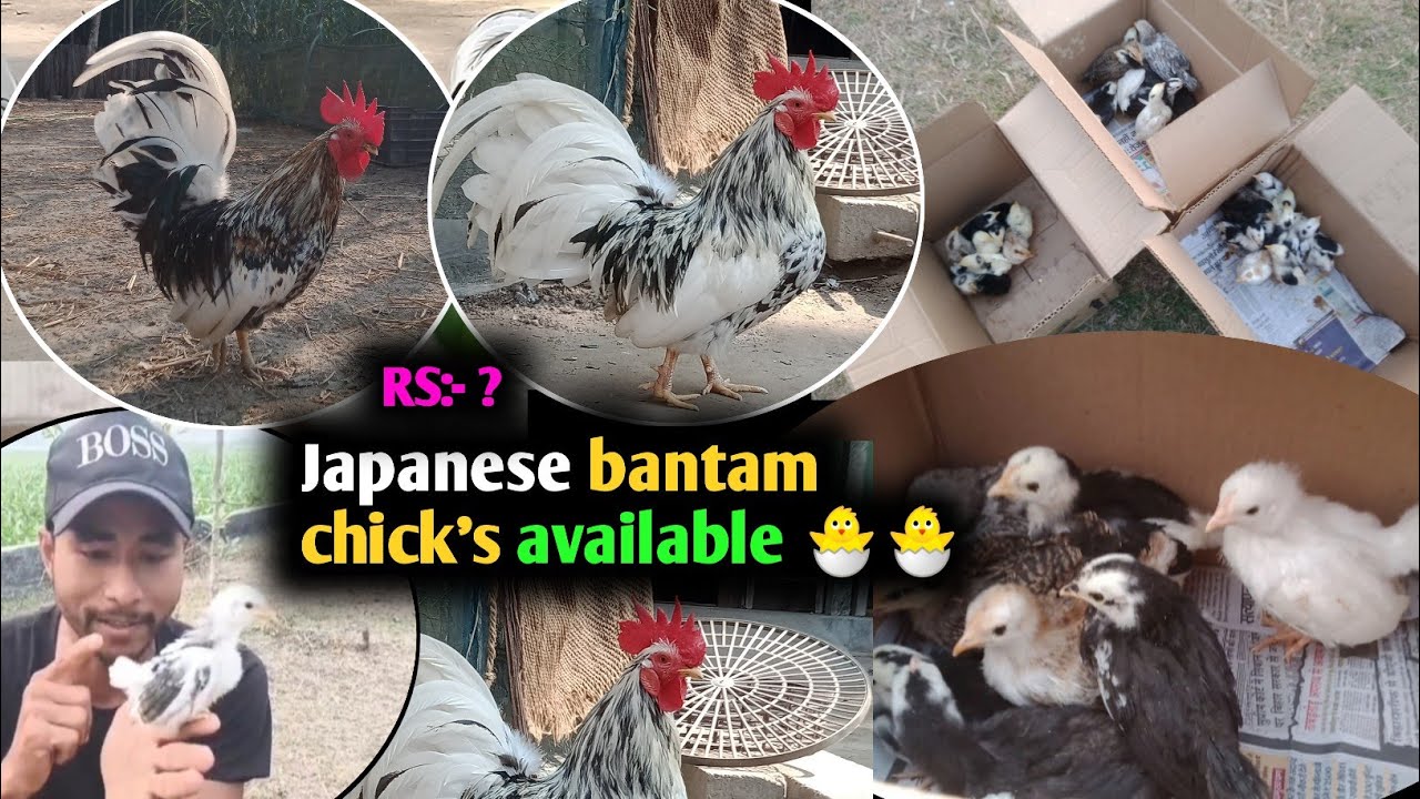 Japanese bantam ৰ পোৱালি লাগিলে এতিয়াই যোগাযোগ কৰক 🐣|| Japanese bantam chick's available in Assam