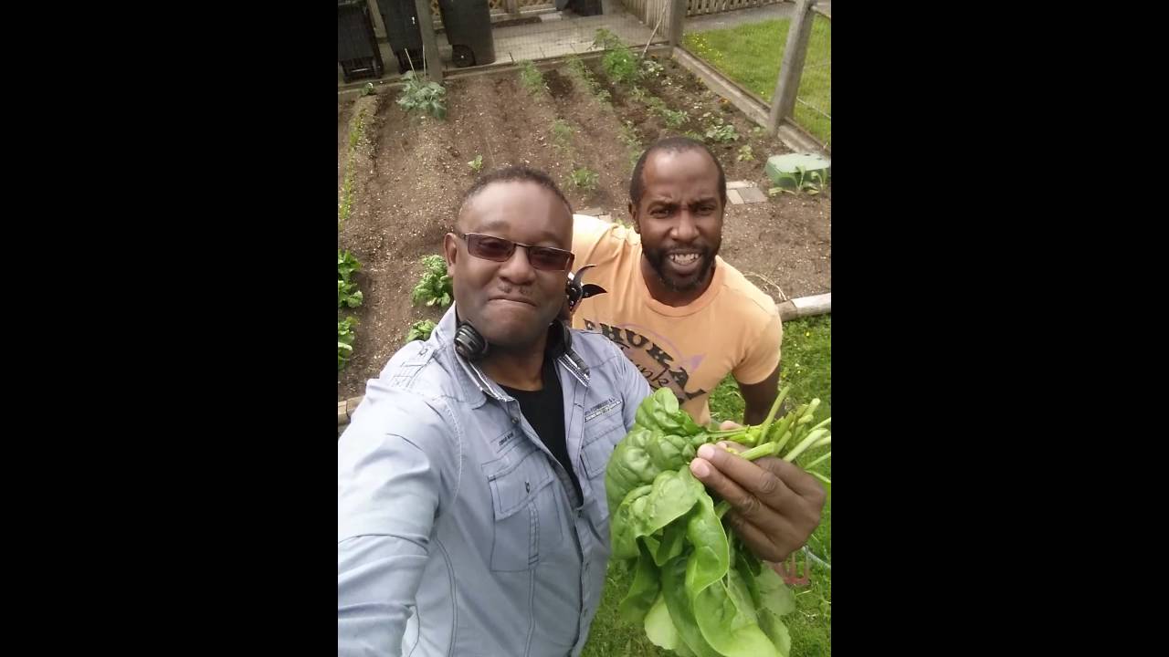 TJ Vegetable Garden
