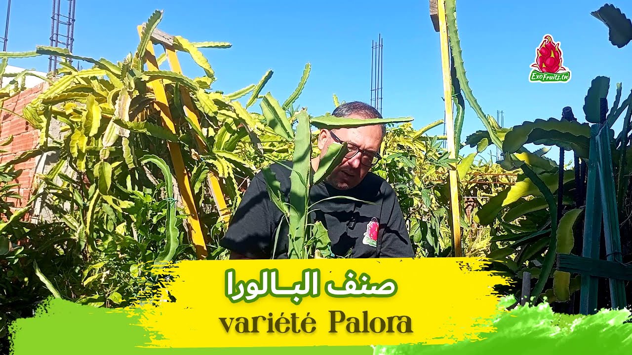 PALORA خصائص فاكهة التنين صنف البالورا
