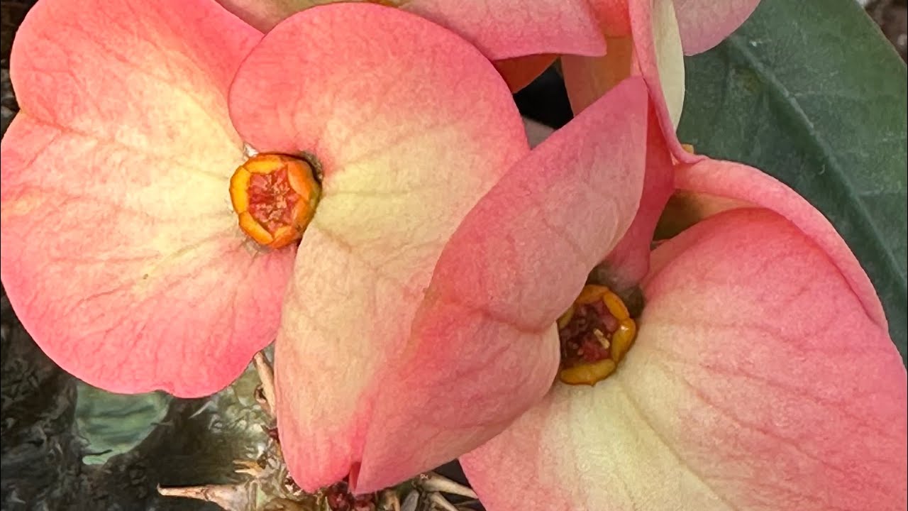  disponibles video 9  #plantas  ￼#coronas  #venta