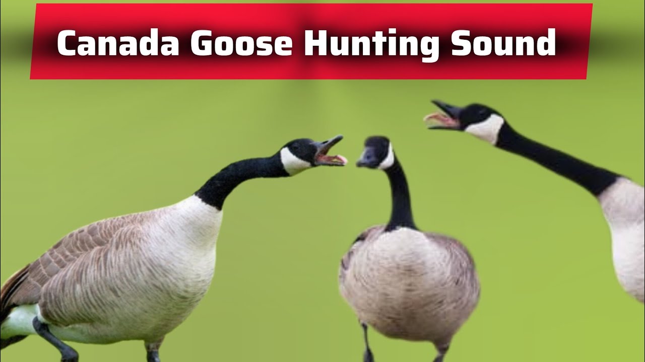 Canada goose sound, Goose hunting call, Duck sound #birds #birdsound #goose 