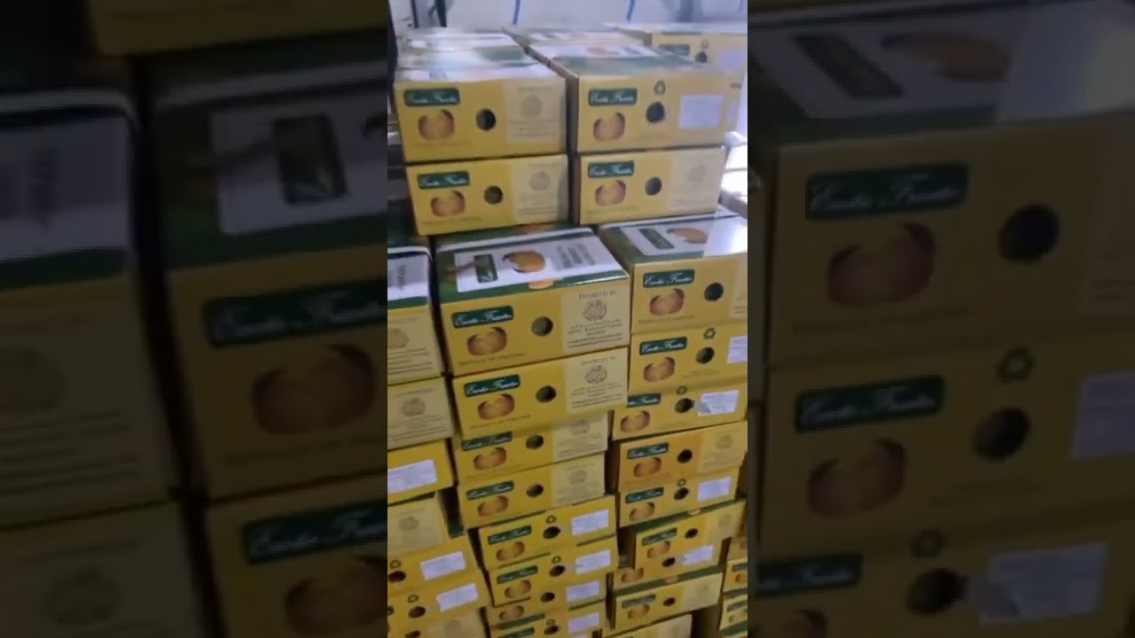 mangos export canada #mango #shorts #tiktok #viral #viralvideo