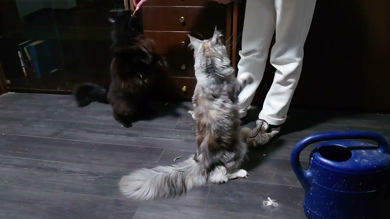 Adorable Maine Coon Kittens Sitting Pretty: Training Marie and Lise to Sit Up!
