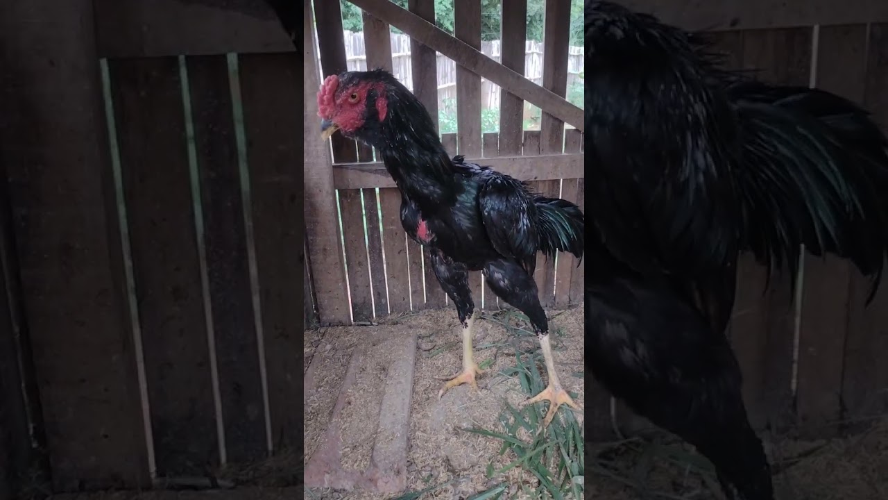 Índio exótico esse frango é bom demais 💥💥🐓