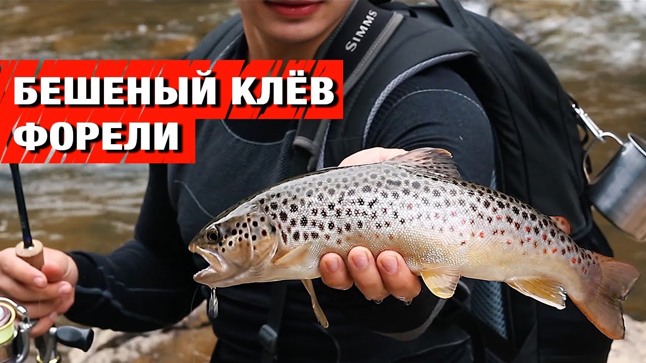 Рыбалка в Карпатах. Рыбалка на Форель. Рыбалка на голавля