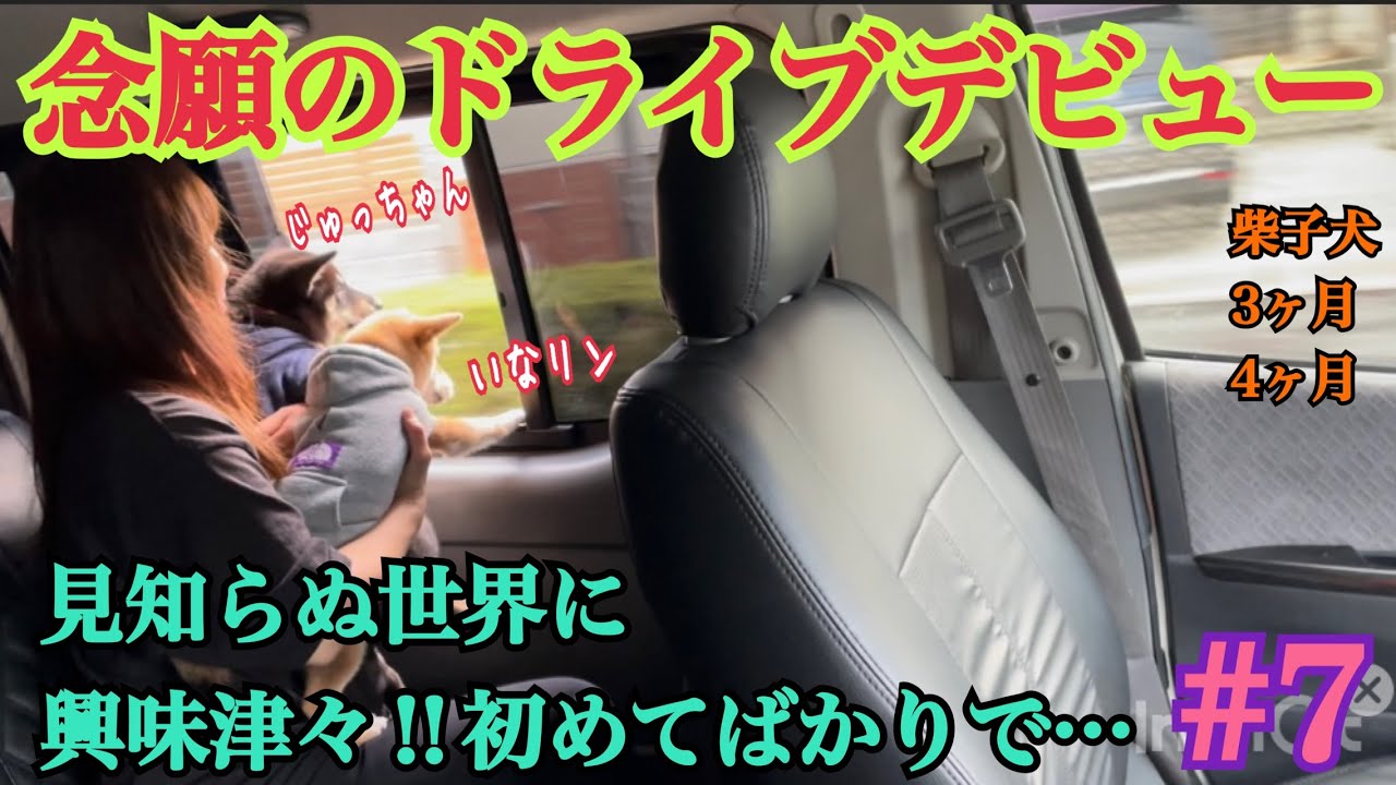 [柴犬いなり]初ドライブ❗️お買物最中に大変な事が…　＃柴犬＃豆柴＃shibainu #dogshorts #shiba #funny #dog #dogs #犬#癒し#多頭飼い