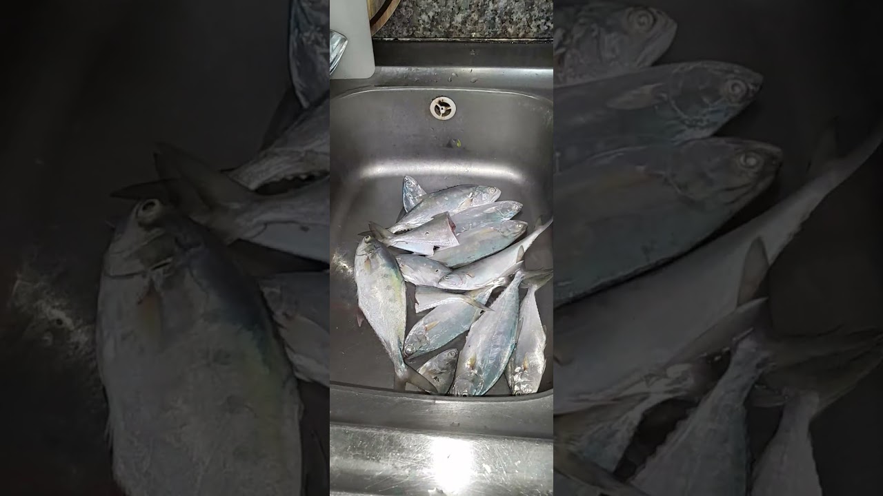 The Queen fish Activity 