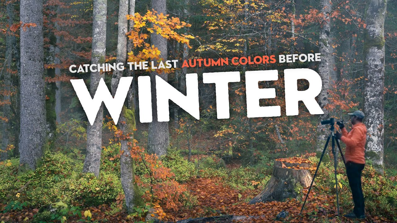 Catching The Last Autumn Colors Before Winter | Woodland Photography