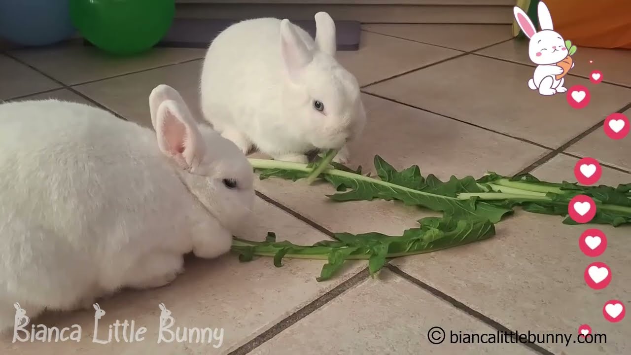 🐰🐰 Due Conigliette Nane = Felicità Istantanea | Impossibile Non Sorridere ✨